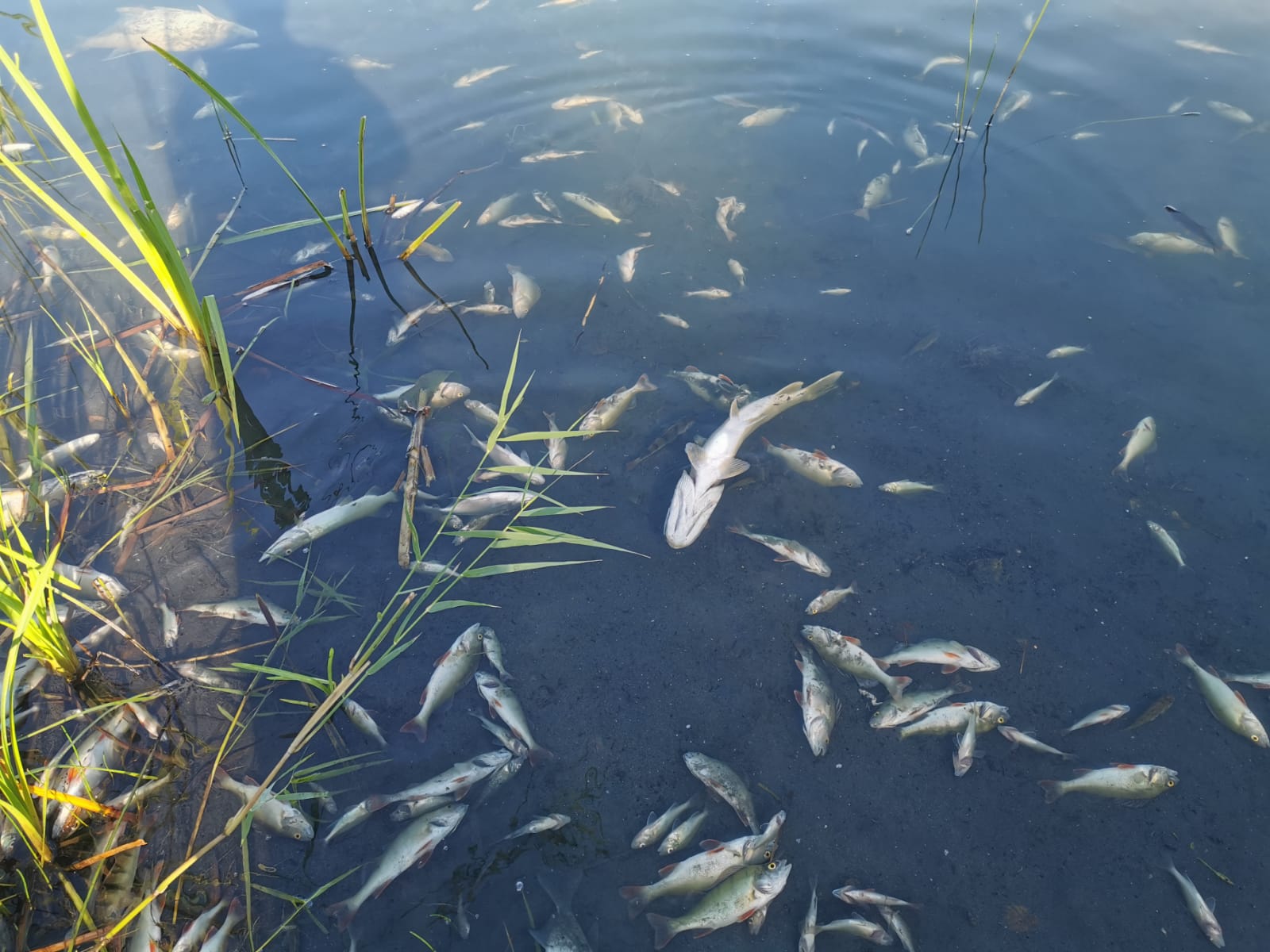 Sauerstoffmangel 2023